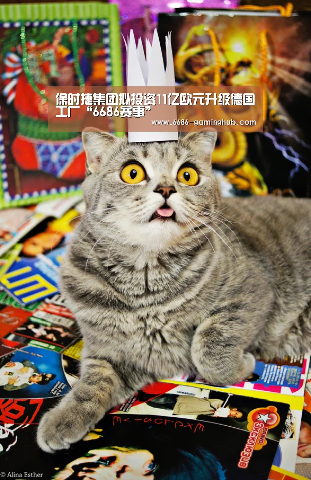 6686赛事