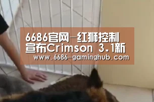 6686赛事